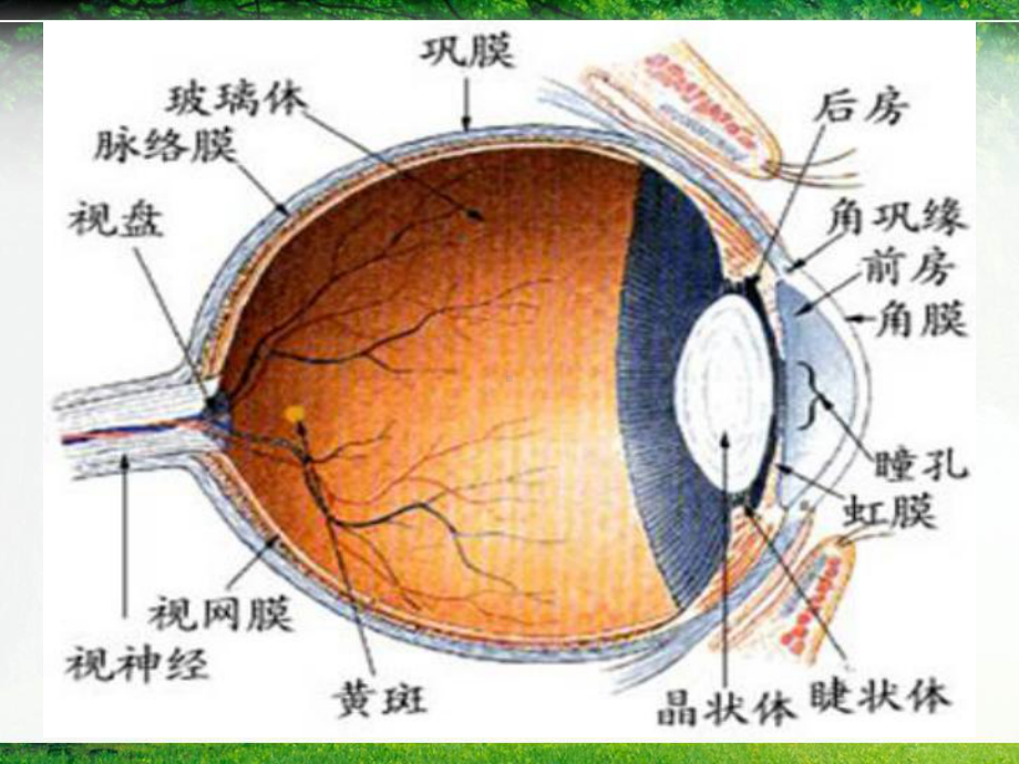 儿童常见眼病的防治课件.ppt_第3页