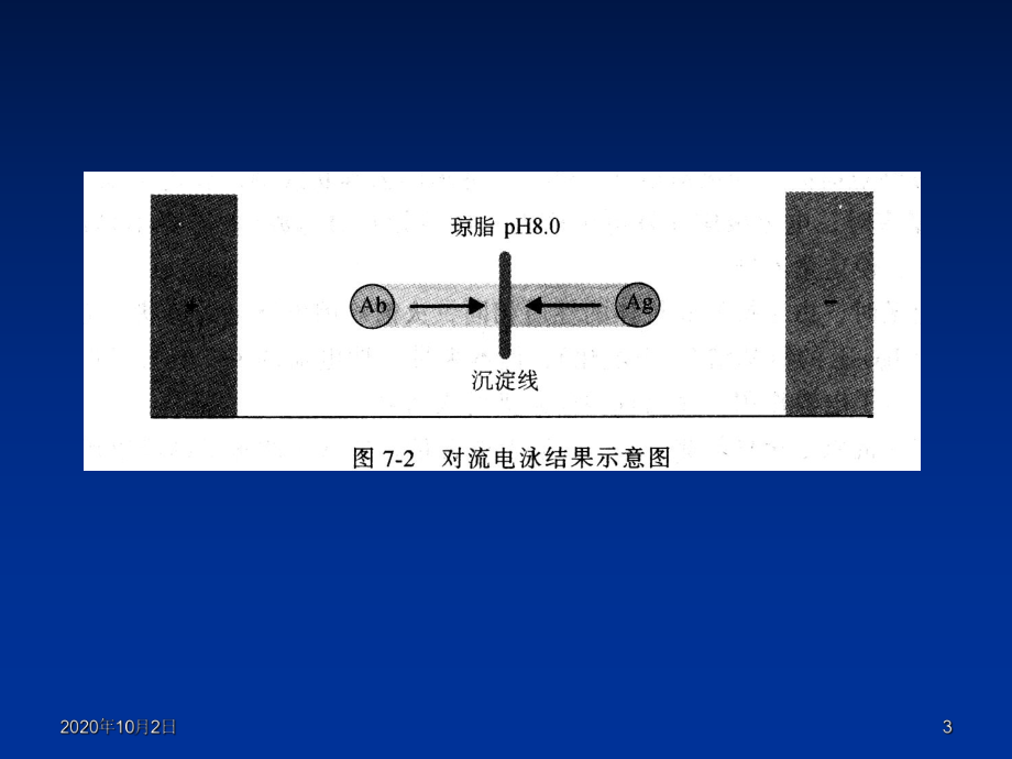 免疫学检验-免疫电泳技术课件下载课件.ppt_第3页