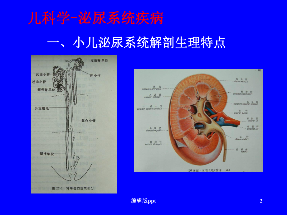 儿科学-泌尿系统疾病课件.ppt_第2页