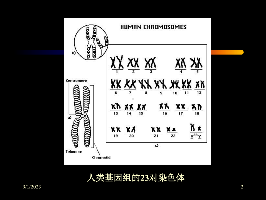 人类后基因组时代教学课件.ppt_第2页