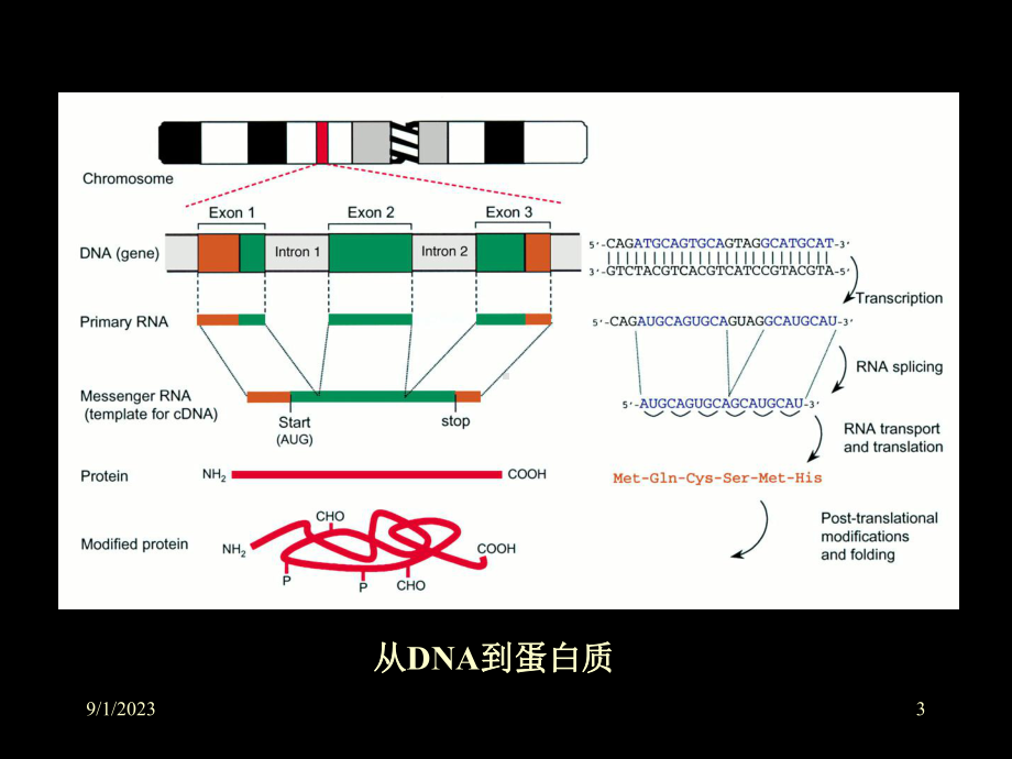 人类后基因组时代教学课件.ppt_第3页