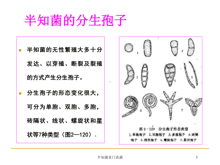 半知菌亚门真菌培训课件.ppt_第3页