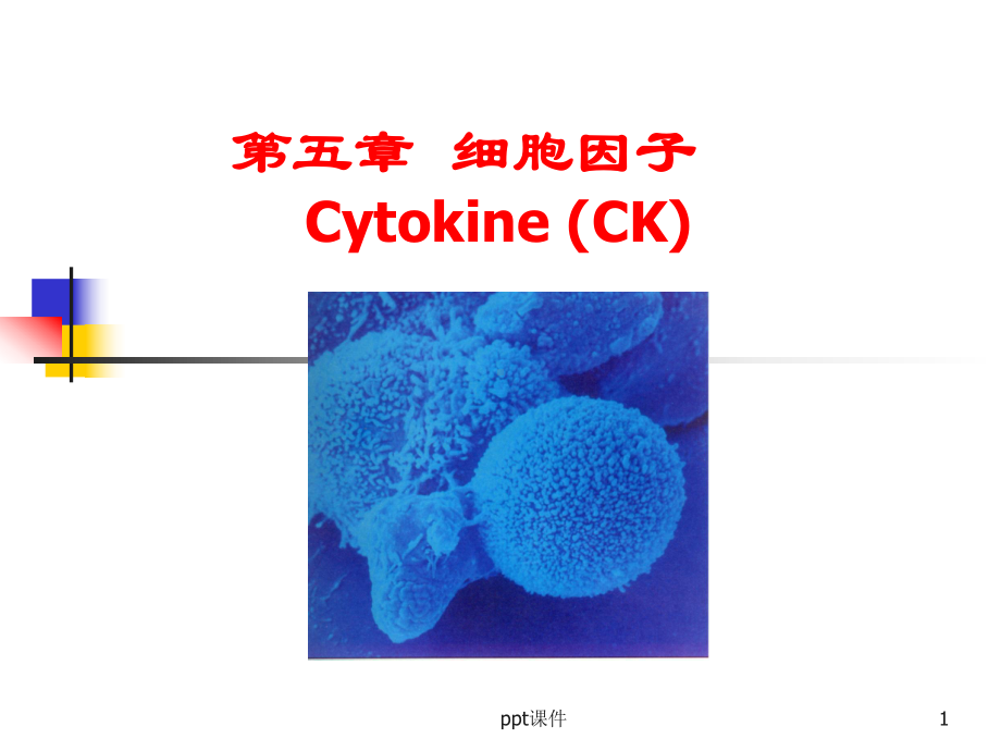 医学免疫学-细胞因子-课件.ppt_第1页