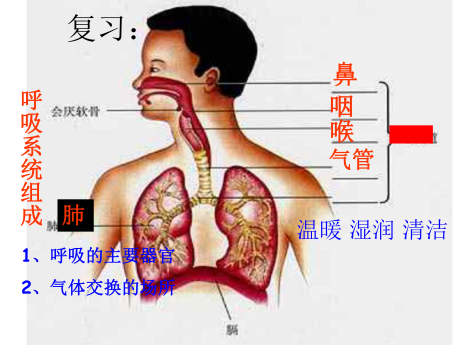 初中生物发生在肺内的气体交换31课件.ppt_第1页