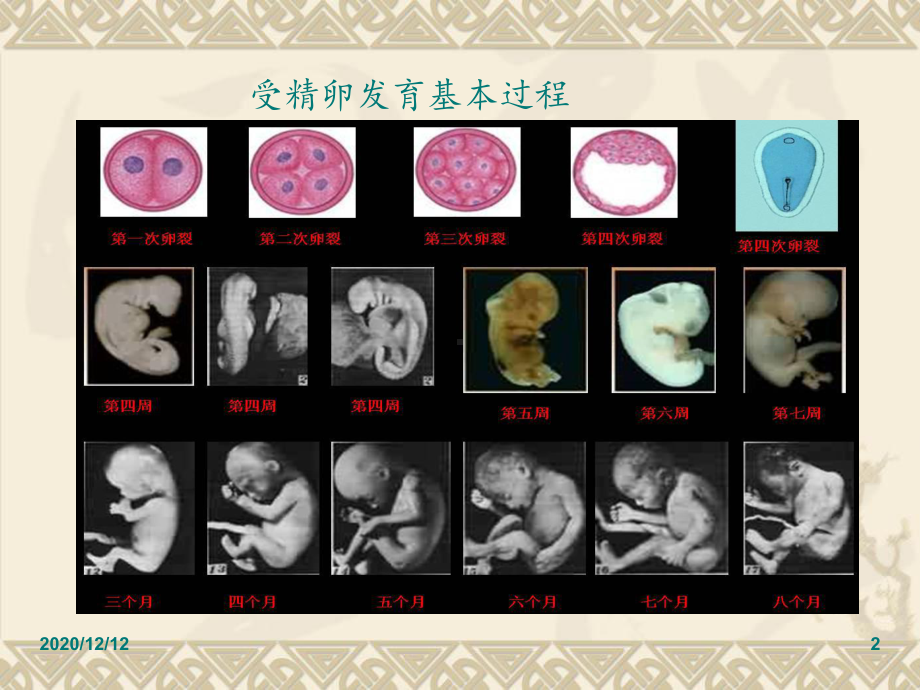 初一生物细胞分裂和分化-课件.ppt_第2页