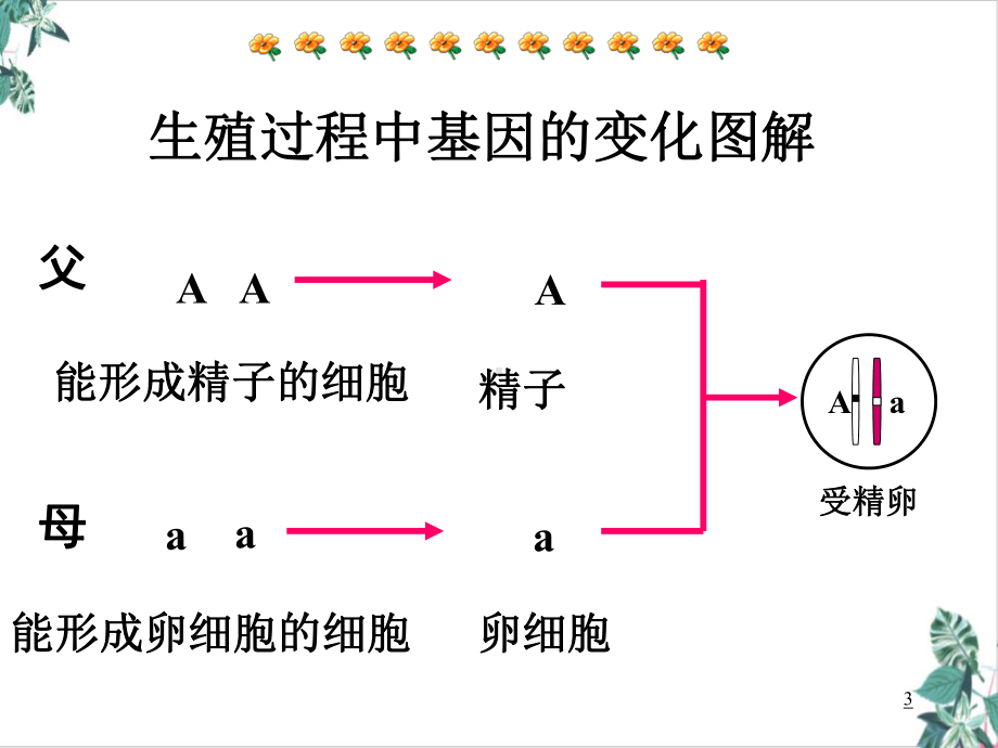 初中生物人教版基因的显性和隐性模板课件.pptx_第3页