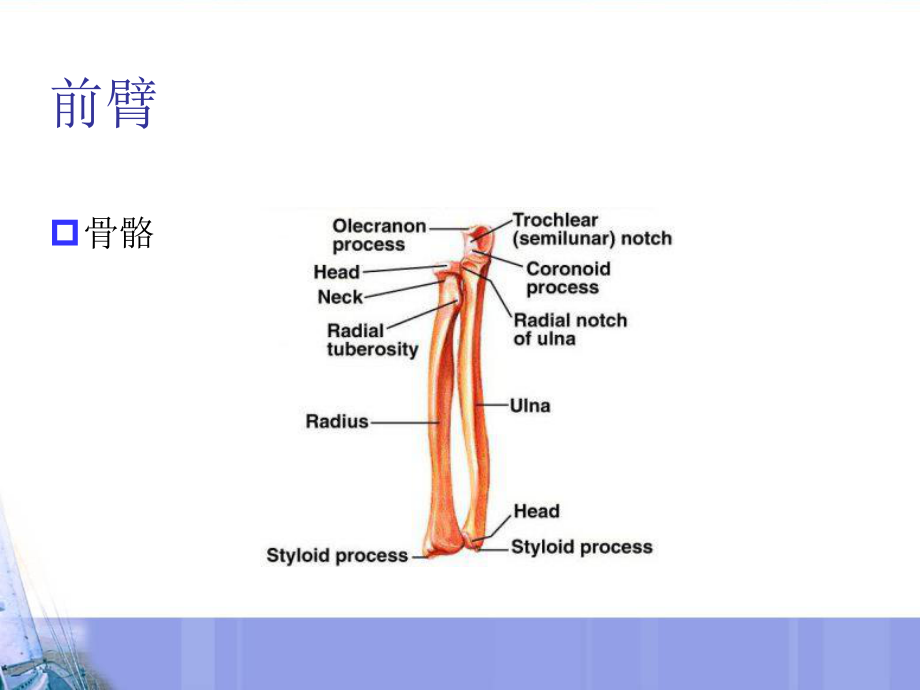 关节松动术：上肢技术(肩肘前臂)优秀课件.ppt_第2页