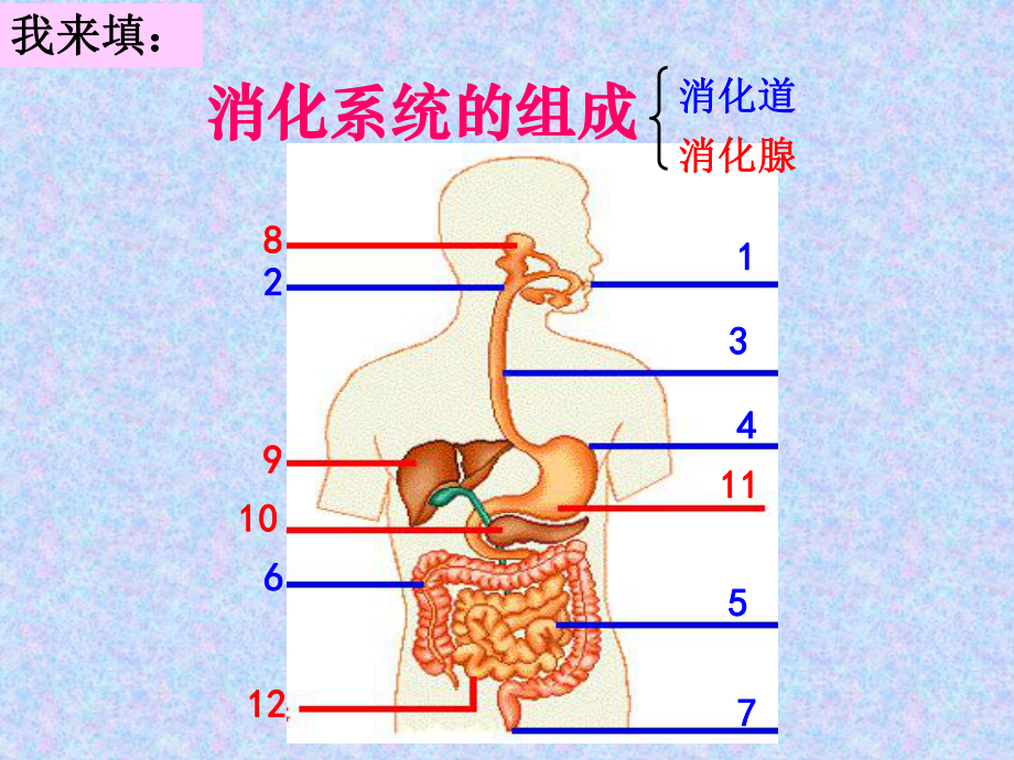 初中生物人教版消化课件.ppt_第3页