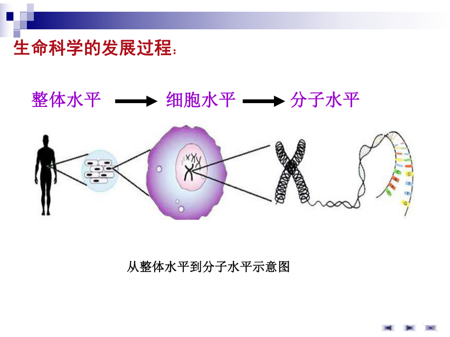 基因表达调控1课件.pptx_第1页