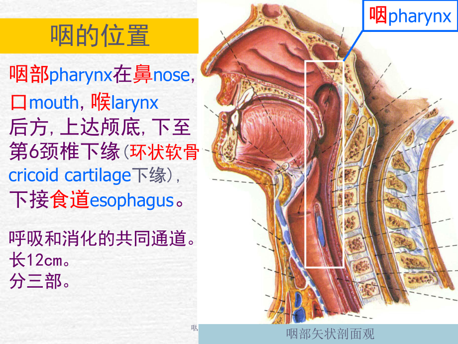 咽的解剖专业知识宣讲培训课件.ppt_第2页