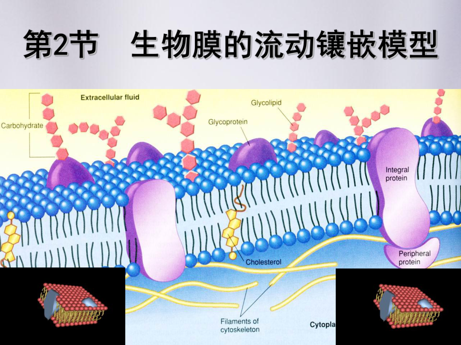 高中生物-必修一-42生物膜的流动镶嵌模型课件.pptx_第1页