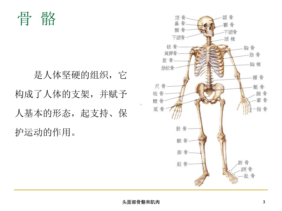 头面部骨骼和肌肉培训课件.ppt_第3页