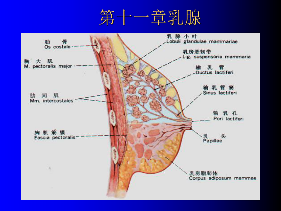 小器官-乳腺课件.ppt_第1页