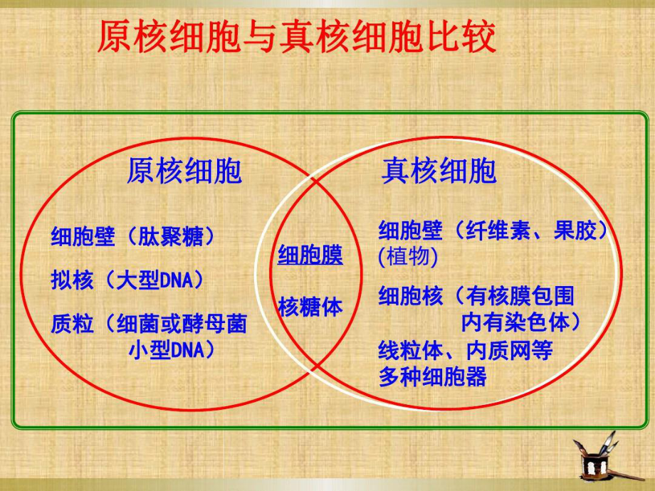 高中生物常见细胞有关知识汇总精编版.ppt_第3页