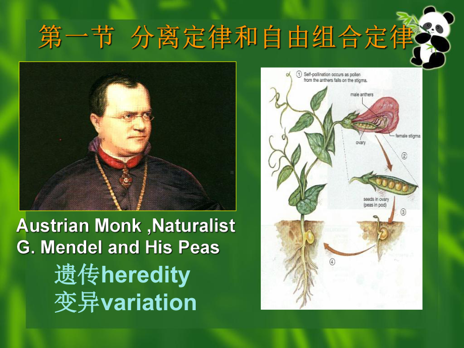 大学生物学课件8.ppt_第2页