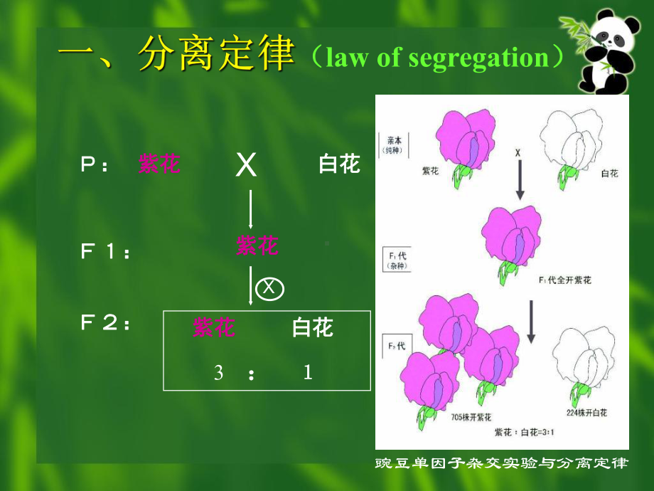 大学生物学课件8.ppt_第3页