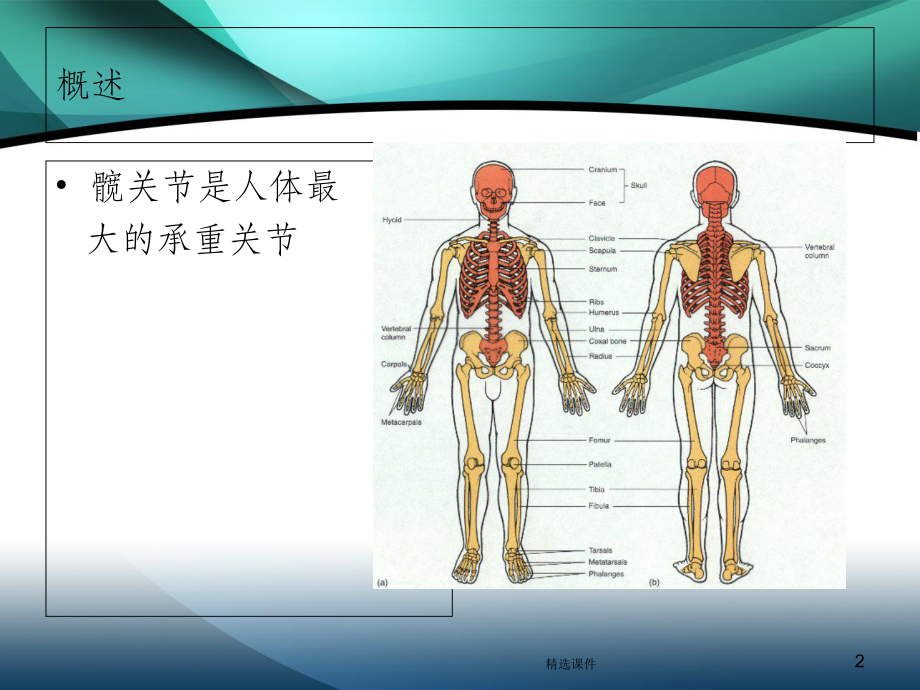 髋部解剖及关节置换手术入路.ppt_第2页