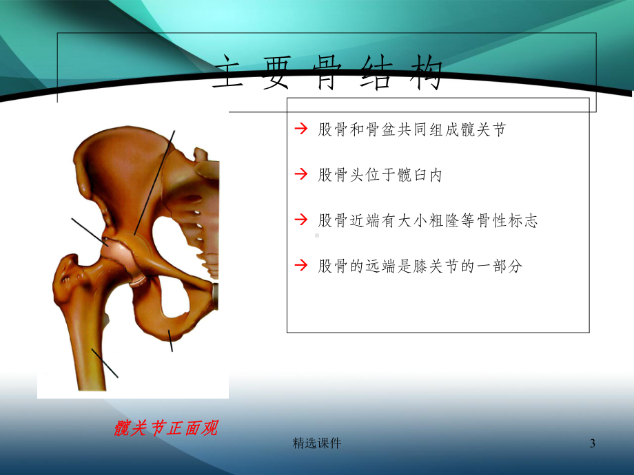 髋部解剖及关节置换手术入路.ppt_第3页