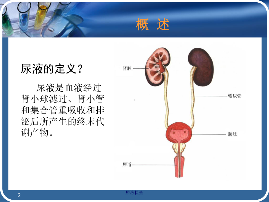 尿液检查培训课件.ppt_第2页