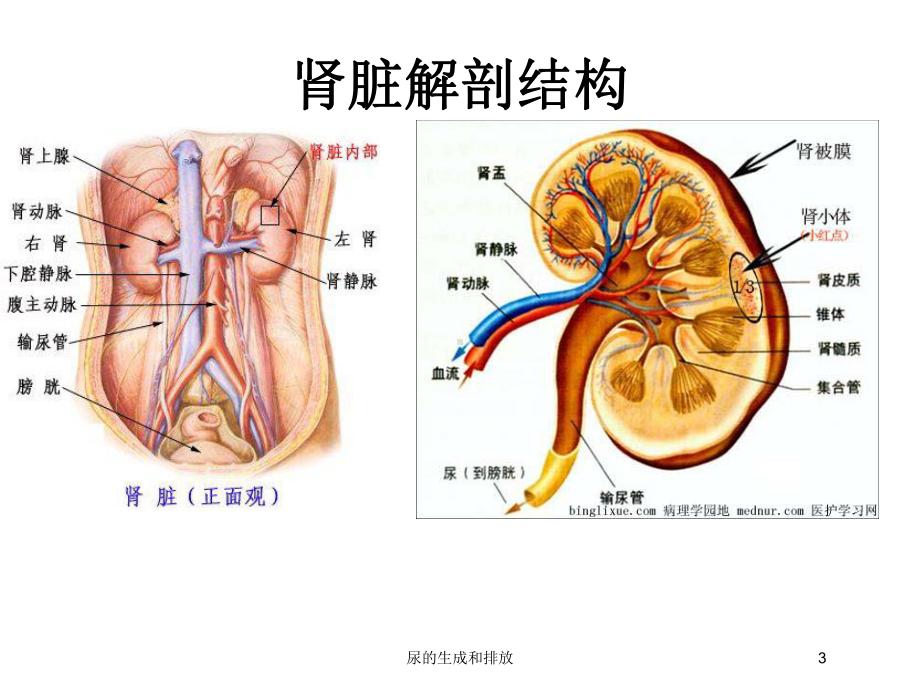 尿的生成和排放培训课件.ppt_第3页