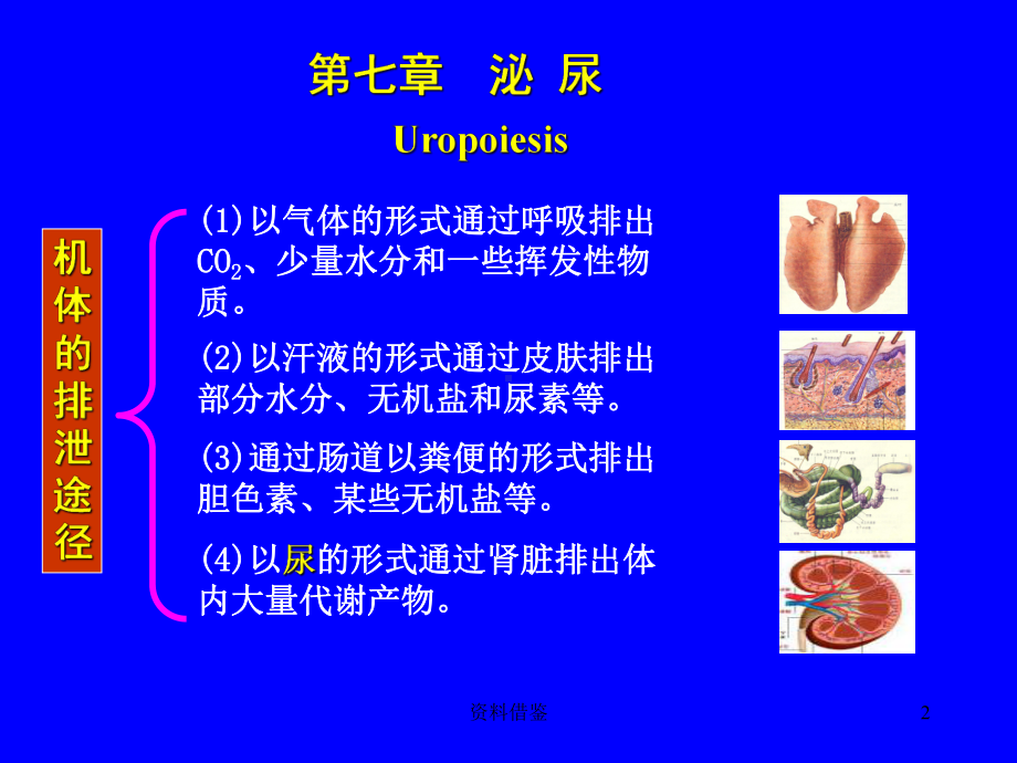 尿的生成[荟萃知识]课件.ppt_第2页