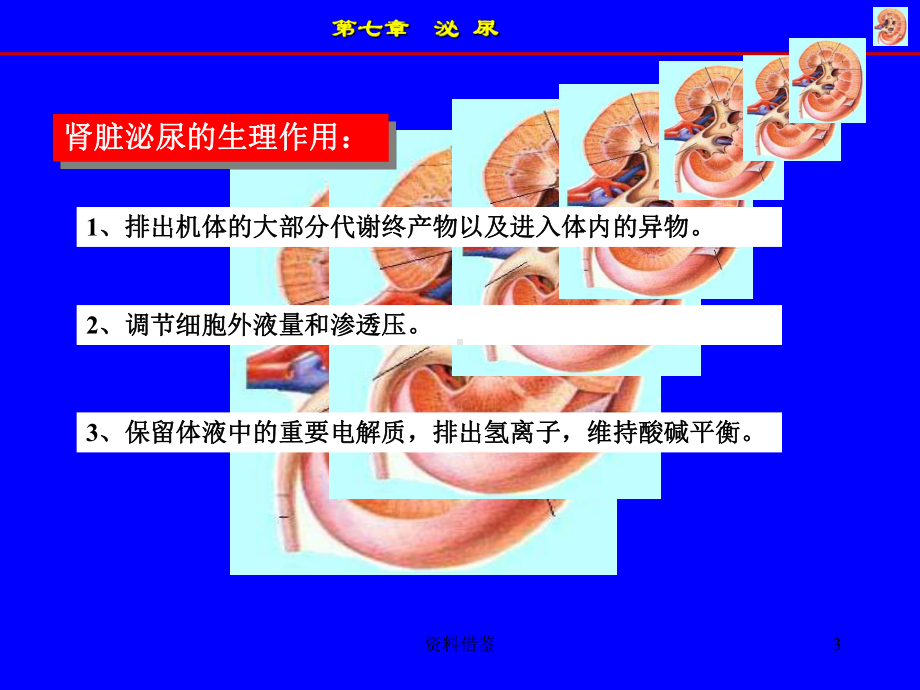 尿的生成[荟萃知识]课件.ppt_第3页