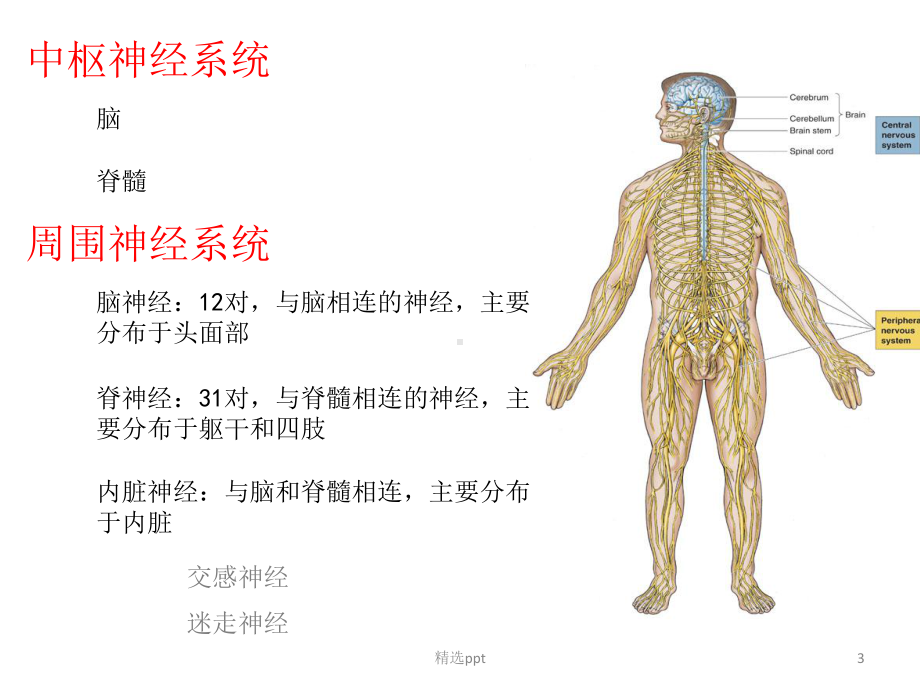 神经元与神经胶质细胞.ppt_第3页