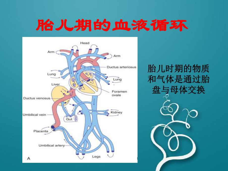 -心血管的胚胎发育及血液循环.ppt_第3页