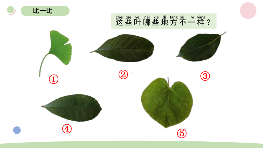 小学科学教科版一年级上册第一单元4《这是谁的叶》教学课件（2023秋新课标版）.pptx_第2页