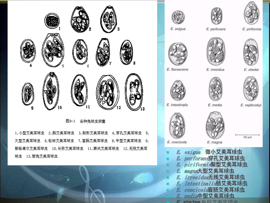 球虫概述和常见球虫病详细内容.ppt_第3页