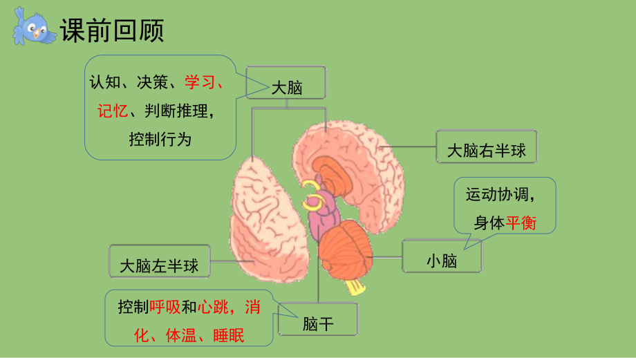 2.4 脑的保健 课件（共11张PPT+内嵌视频）-2023新大象版五年级上册《科学》.pptx_第1页