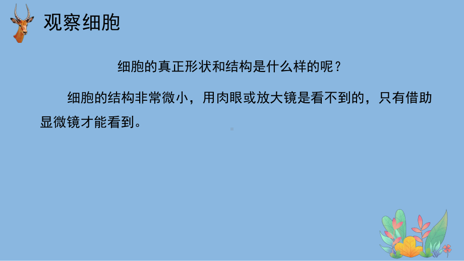 1.1《显微镜下的细胞》ppt课件（共25张PPT）-2023大象版六年级上册科学.pptx_第3页