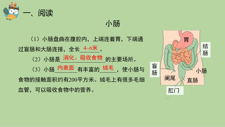 5.4 蜿蜒的旅行 ppt课件（共12张PPT）-2023新大象版四年级上册科学.pptx_第3页