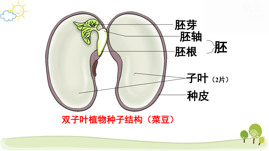 冀少版八年级上册生物第三单元 植物的生活 复习课件71张.pptx_第2页