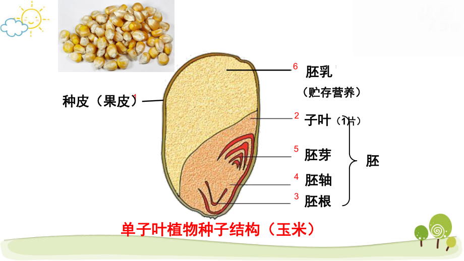 冀少版八年级上册生物第三单元 植物的生活 复习课件71张.pptx_第3页