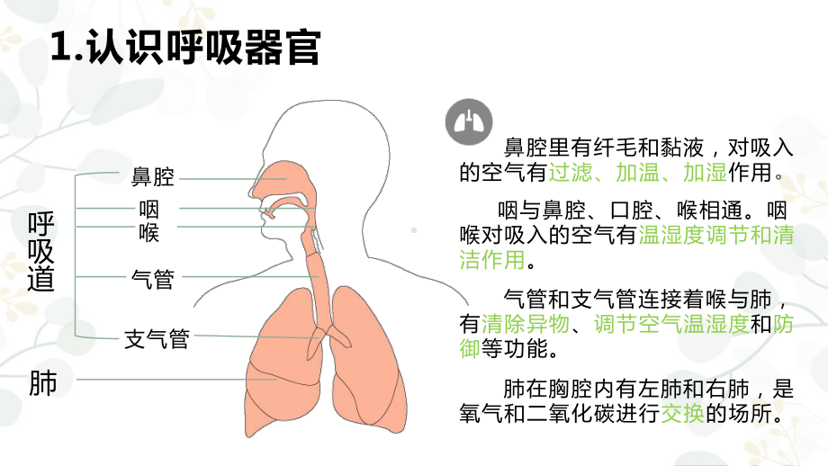 小学科学苏教版三年级上册第五单元1《人的呼吸》教学课件（2023秋）.pptx_第2页