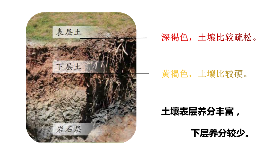 小学科学苏教版三年级上册第二单元3《肥沃的土壤》教学课件（2023秋）.pptx_第3页