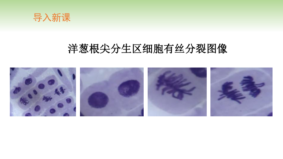 第2章 第1节 第3课时 观察蝗虫精母细胞减数分裂装片、建立减数分裂中染色体变化的模型 （课件）-高一下学期生物人教版必修2.pptx_第3页