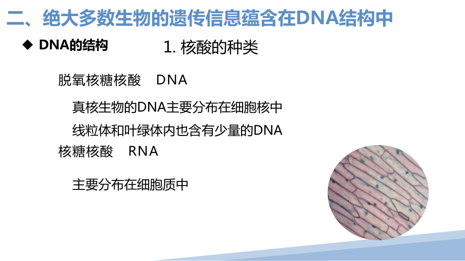 1.1DNA是主要的遗传物质-第二课时 ppt课件-2024新沪科版《高中生物》必修第二册.pptx_第3页