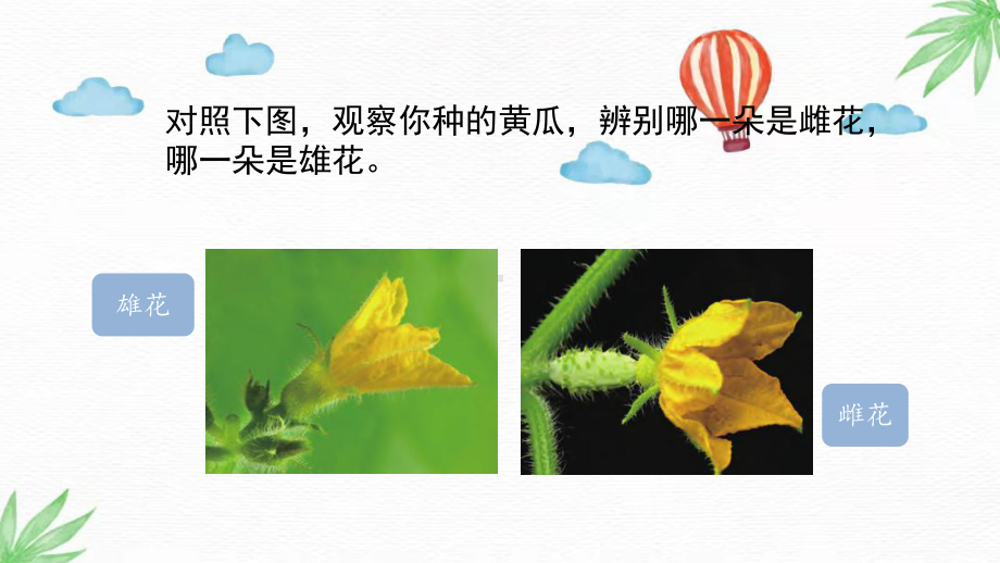 1.3《植物开花了》（PPT课件7ppt）-2024新苏教版三年级下册《科学》.pptx_第3页