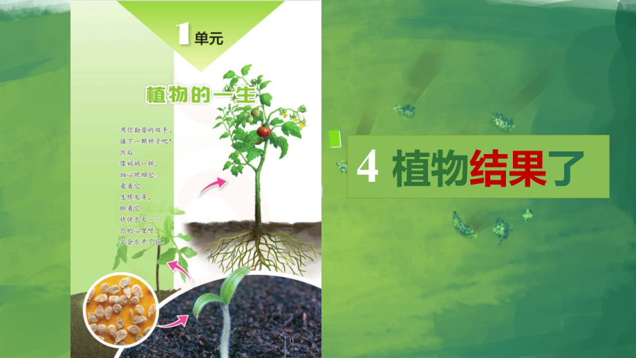 4.植物结果了（ppt课件13张PPT+素材）-2024新苏教版三年级下册《科学》.rar