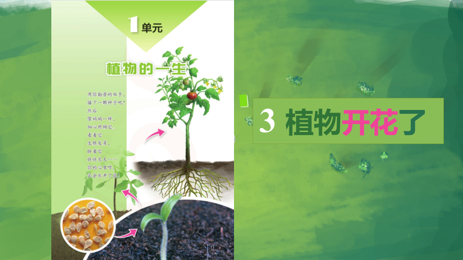 3.植物开花了（ppt课件13ppt+素材）-2024新苏教版三年级下册《科学》.rar