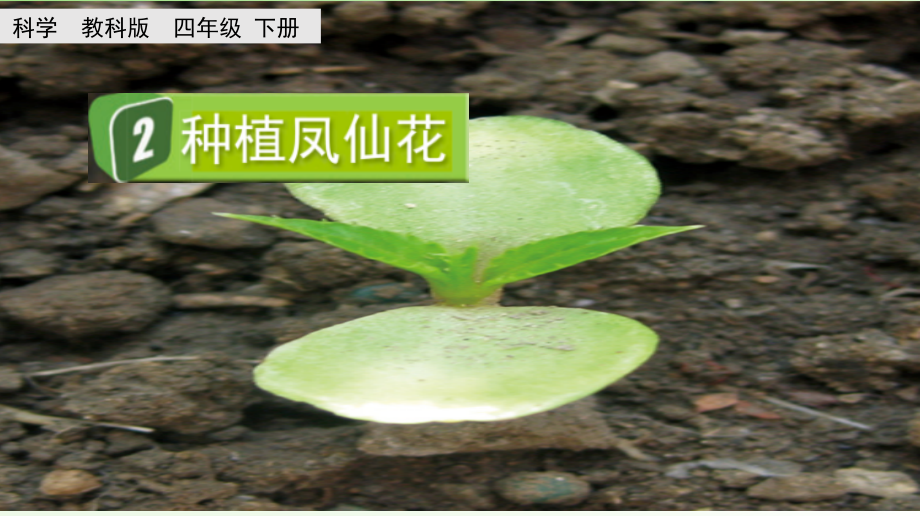 2 种植凤仙花 ppt课件（教案+素材）-2024新教科版四年级下册《科学》.rar