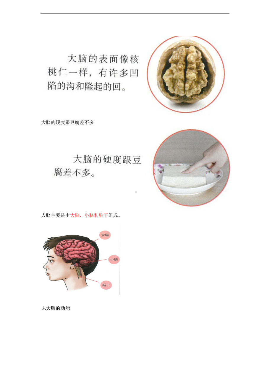 3.9《脑的功能》知识梳理-2024新人教鄂教版五年级下册《科学》.doc_第2页