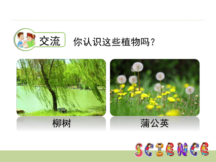 11 多姿多彩的植物(共13张PPT)(ppt课件)-2024新苏教版一年级下册《科学》.ppt_第3页