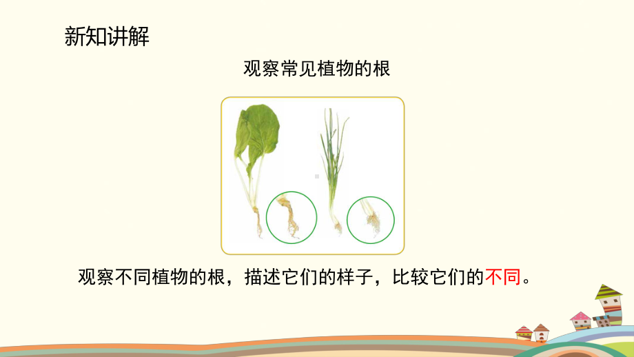 4.2《根的奥秘》ppt课件（15张PPT）-2024新湘科版三年级下册《科学》.pptx_第3页