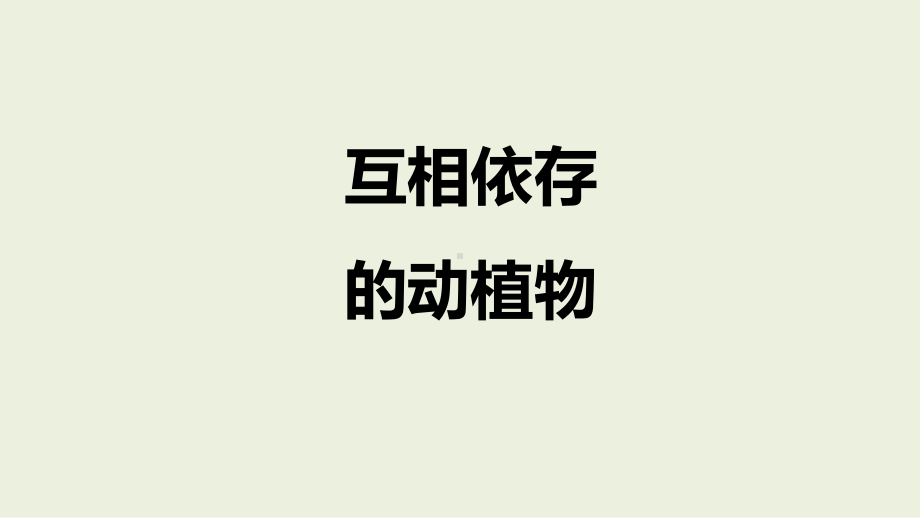 3.3 互相依存的动植物 ppt课件（13张PPT）-2024新湘科版四年级下册《科学》.pptx_第1页