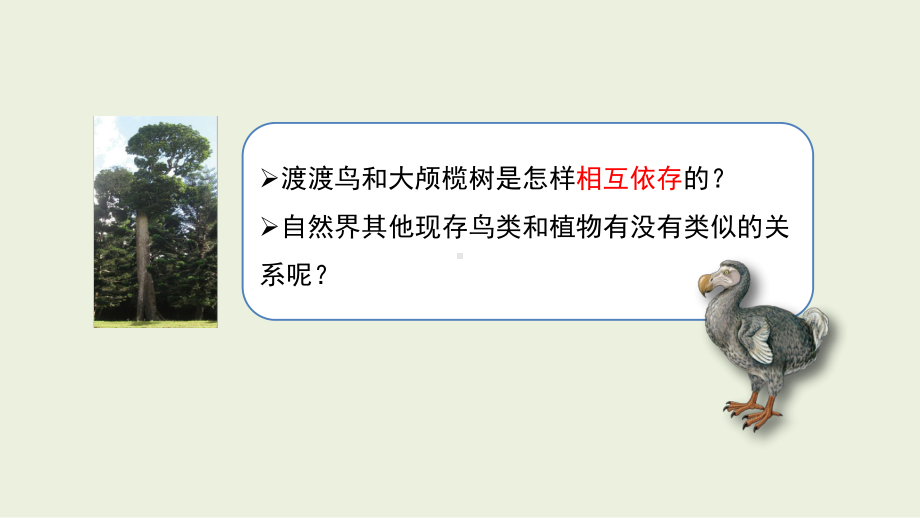 3.3 互相依存的动植物 ppt课件（13张PPT）-2024新湘科版四年级下册《科学》.pptx_第3页