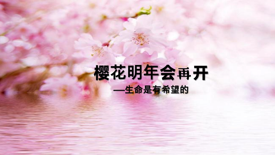 樱花明年会再开 ppt课件+教案-小学五年级《心理健康教育》.rar