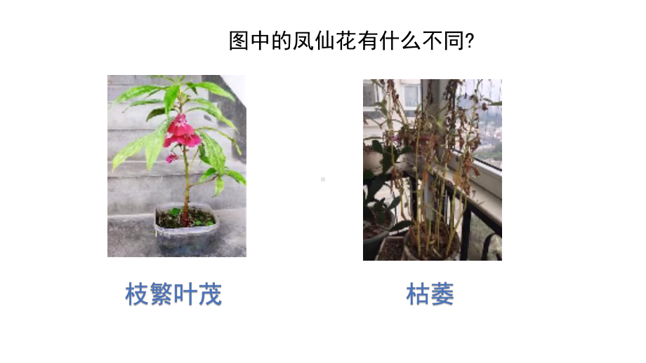 8.凤仙花的一生ppt课件(共12张PPT)-2024新教科版四年级下册《科学》.pptx_第2页